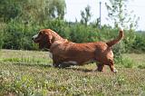 BASSET HOUND 224